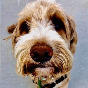 Meet your Posher, Elise